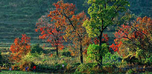 ��ɽ��Ȼ���